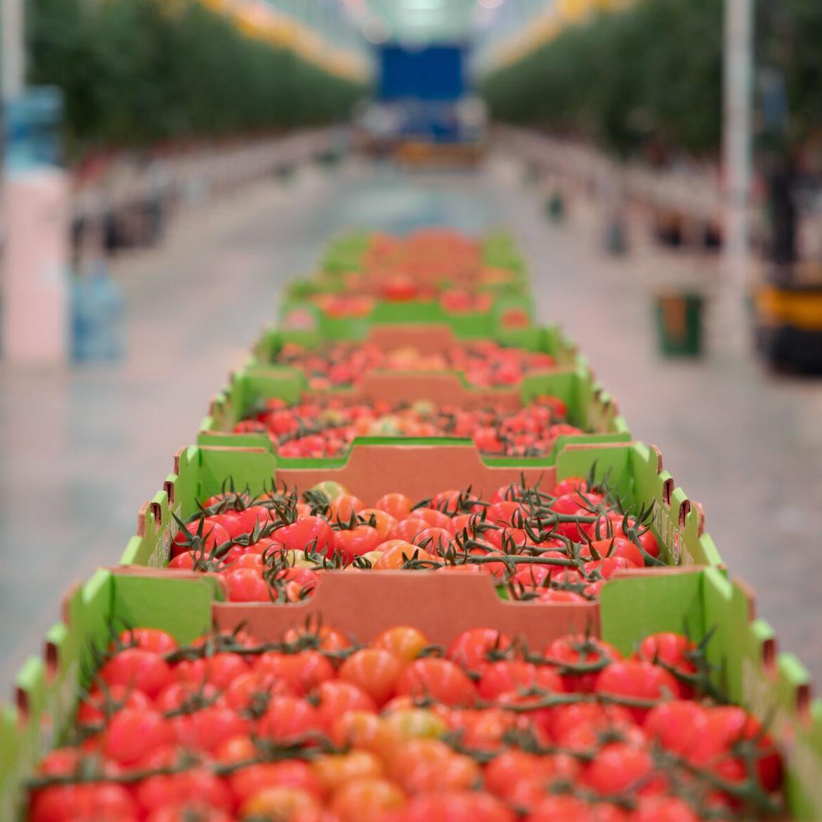 appharvest-richmond-tomato-shipments.jpg